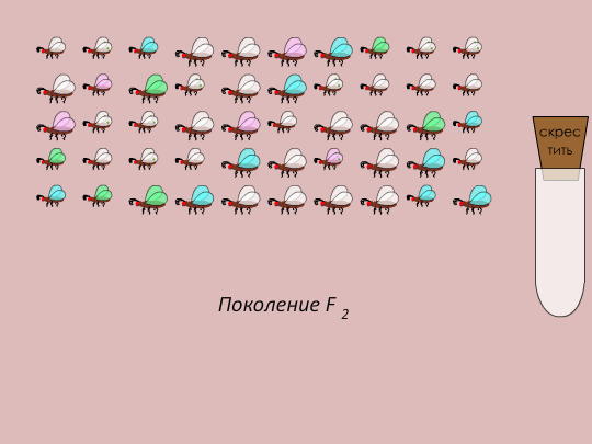 Виртуальная генетическая лаборатория Виртуальная генетическая лаборатория