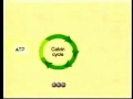 Calvin Cycle