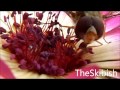 Pollination in HD